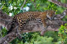 4-day Pantanal Tour with accommodation - Departing from Cuiaba