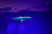 Night Snorkeling and Boat Experience with Appetizer and Drinks