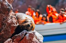#1 Full Day Tour From Lima: Paracas and Huacachina Oasis