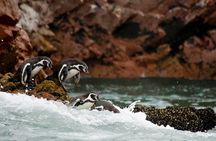 #1 Full Day Tour From Lima: Paracas and Huacachina Oasis