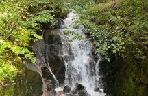 Private Ketchikan City Totems & Wildlife Van Tour