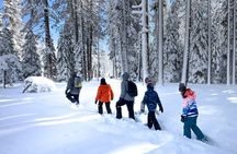 Scenic Snowshoe Adventure in South Lake Tahoe, CA