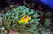 Discover Scuba Diving Sharm El Sheikh