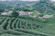 Half-Day Hangzhou Jiuxi Stream and Tea Plantation Experience
