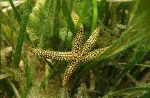 7 Hour Private Scalloping Package in Mangrove Point