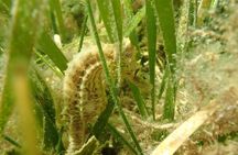 7 Hour Private Scalloping Package in Mangrove Point