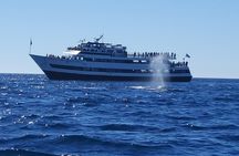 San Diego Whale and Dolphin Watching Adventure