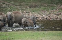 Anakulam Wild Elephant Visiting & Tribal village Safari