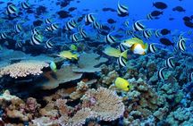 Negril Glass Bottom Boat Tour Snorkeling and Booby Cay