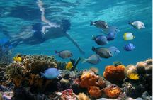 Negril Glass Bottom Boat Tour Snorkeling and Booby Cay