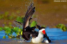 3-day Pantanal Wildlife Tour with accommodation- Departing from Cuiaba