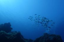 Private diving baptism in the Golf of Calvi