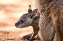 Blue Mountains Private Tour Sydney: Koala, Kangaroo, Scenic Views