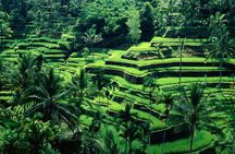 Ubud Private Tour : Ubud Temple and Authentic of Ubud 