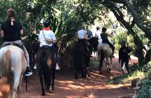 Horseback Safari & Cable Car Ride from Johannesburg 
