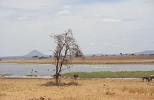 4-Day Shared Safari Tour with Complete Meals