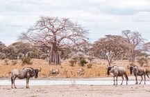 4-Day Shared Safari Tour with Complete Meals