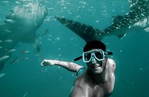 Dolphin Watching & Snorkeling