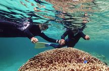 Dolphin Watching & Snorkeling