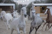Horseback riding with private transfer