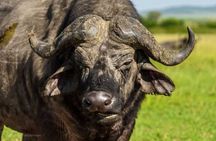 Day tour to Olpejeta Conservancy from Nairobi