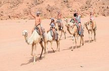 Desert Adventure: Quad & Camel Ride Safari from Sharm El-Sheikh
