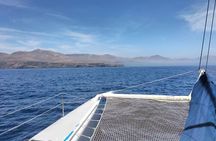 Whale & Dolphin Observation on Silent Catamaran with Hydrophone