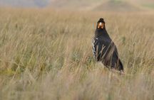 Antisana volcano private tour; birding and hike in the Andes
