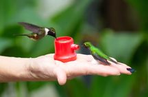 Mindo Cloud-Forest birding and naturalist tour