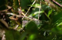 Mindo Cloud-Forest birding and naturalist tour