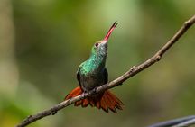 Mindo Cloud-Forest birding and naturalist tour
