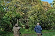 Mindo Cloud-Forest birding and naturalist tour
