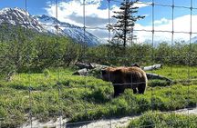 Full-Day Tour in Turnagain 