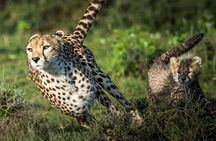 4-Day Majestic Group Tour in Safari