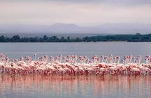 4-Day Majestic Group Tour in Safari