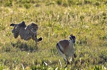 4-Day Northern Tanzania Camping Tour Safari
