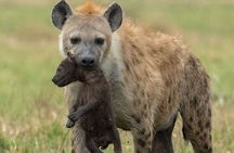 4-Day Northern Tanzania Camping Tour Safari