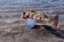 Scuba Diving try dive in Fuerteventura
