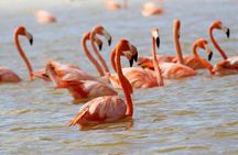 Boat Trip to the Biosphere Reserve in Celestún from Mérida