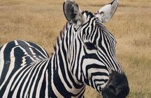 2 Days and 1 Night Mikumi Safari Private Tour