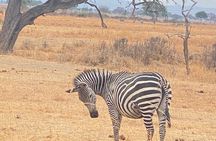 2 Days and 1 Night Mikumi Safari Private Tour