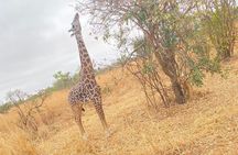 2 Days and 1 Night Mikumi Safari Private Tour