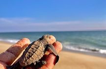 Full Day Tour Turtle Release and Bioluminescence