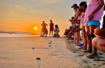 Full Day Tour Turtle Release and Bioluminescence
