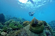 PRO-SNORKELING to Explore Hidden Coral Reefs (MAX 10 PAX)