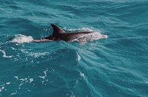 3-Hr Private Snorkeling and Dolphin Watching Tour at Muscat