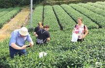 Shizuoka Tea Picking Private Experience