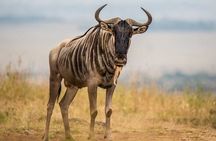 Private Tour to Nairobi National Park and the Karen Blixen Museum