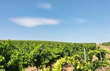 Wine Tour from Cagliari - Visit the vineyard and wine tasting