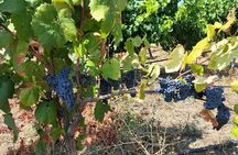 Wine Tour from Cagliari - Visit the vineyard and wine tasting